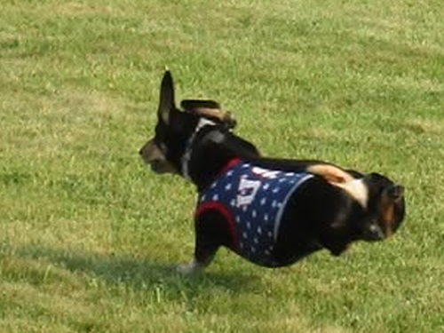 2026 Festival of Wieners. Vergas Looney Days Wiener Dog Races