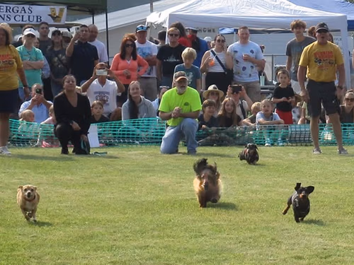 2026 Festival of Wieners. Vergas Looney Days Wiener Dog Races