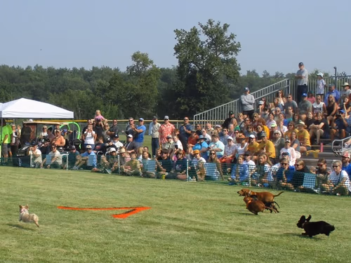 2026 Festival of Wieners. Vergas Looney Days Wiener Dog Races