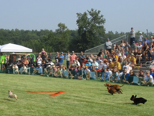 2026 Festival of Wieners. Vergas Looney Days Wiener Dog Races