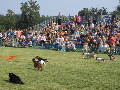 2026 Festival of Wieners. Vergas Looney Days Wiener Dog Races