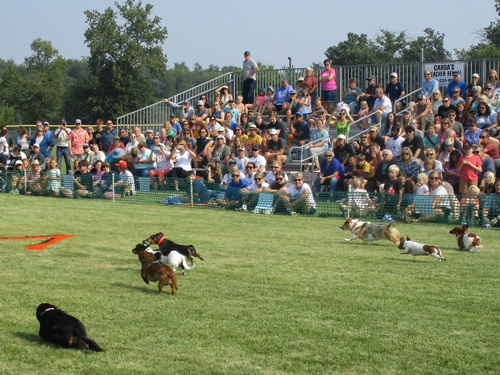 2026 Festival of Wieners. Vergas Looney Days Wiener Dog Races