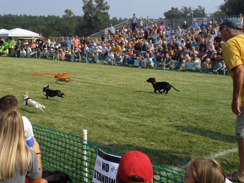 2026 Festival of Wieners. Vergas Looney Days Wiener Dog Races