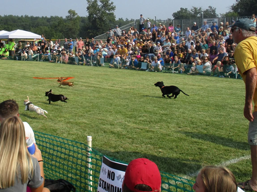 2026 Festival of Wieners. Vergas Looney Days Wiener Dog Races