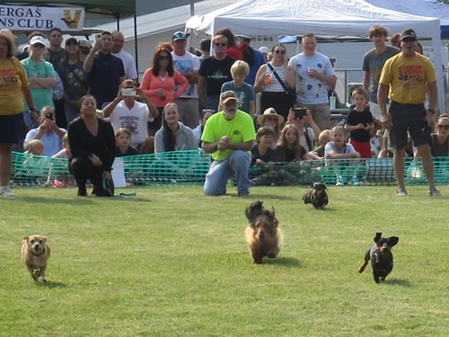 2026 Festival of Wieners. Vergas Looney Days Wiener Dog Races