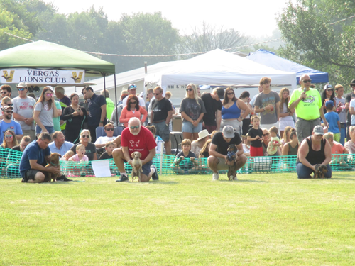 2026 Festival of Wieners. Vergas Looney Days Wiener Dog Races